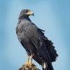 Kane tmava - Buteogallus anthracinus - Common Black Hawk o0181